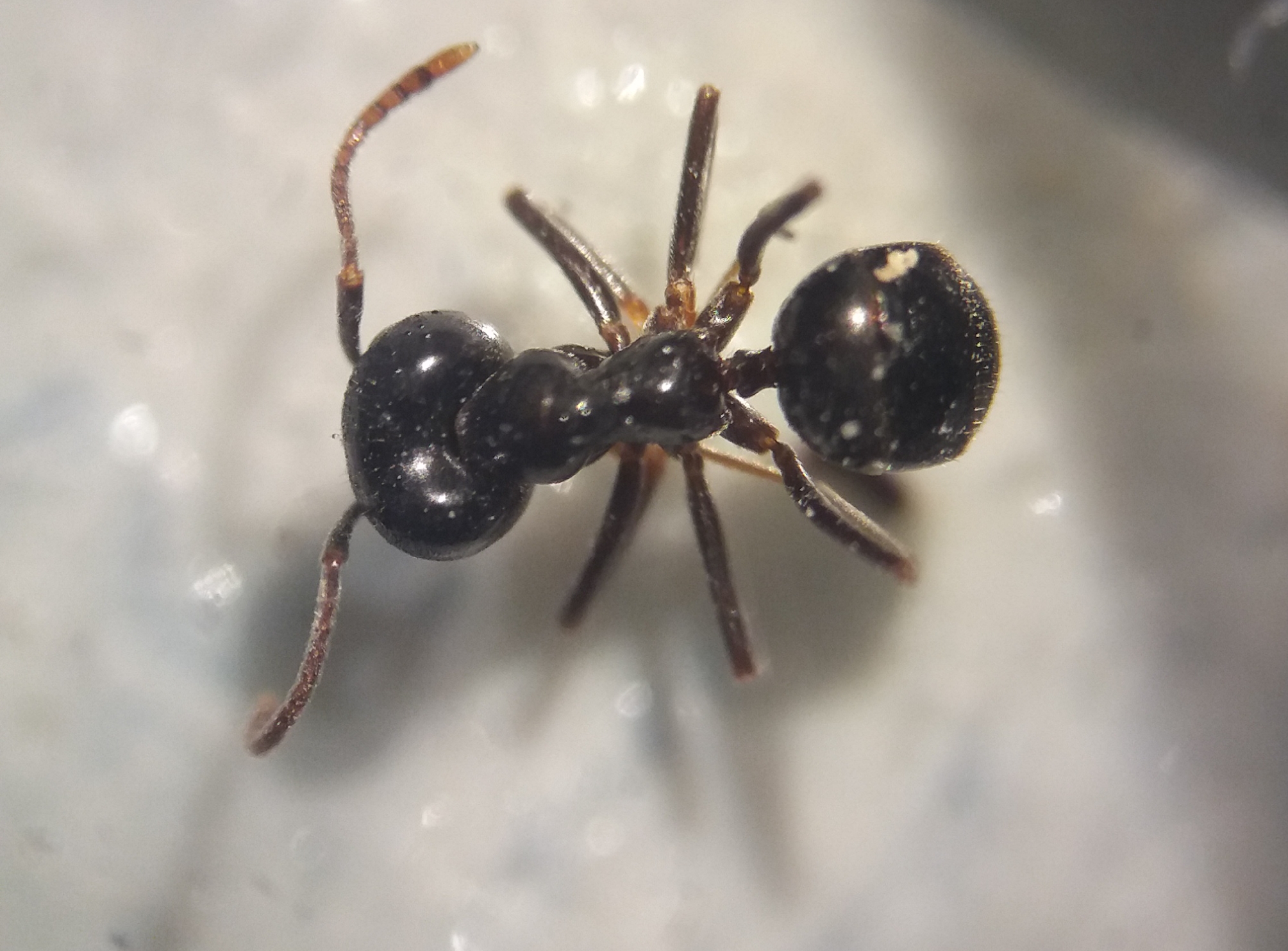 Lasius fuliginosus.jpg